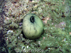 A Keyhole Limpet on a rock. Shaw's Cove, Laguna Beach, Ca... by Austin Rice 